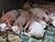 Belarus opts to develop ultra-modern pig farming