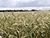 Lukashenko inspects crops in presidential experimental fields