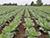 Belarus, FAO to expand cooperation in agriculture