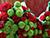 Lukashenko signs decree to present awards to agricultural workers
