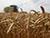 Лукашенко: белорусские аграрии в непростых условиях вырастили и убрали рекордный урожай