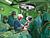 Belarusian doctors perform liver transplantation in Japanese woman