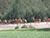 Lukashenko: Animals have a right to live, and hunting must be regulated by law