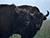 Belovezhskaya Pushcha records rise in bison population