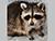 Stowaway raccoon from USA adjusts well to life in Belarus