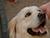 First therapy dog in the Belarusian Orthodox Church
