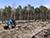 60,000 people join Belarus’ reforestation campaign