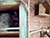 From the USA to Belarus: How Senya the raccoon settles into new life