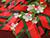 Belarus’ BRSM Youth Union to hold over 500 events to mark Victory Day