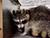 New home found for ‘American passenger’ Senya the Raccoon
