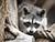 Stowaway raccoon from USA finds mate in Belarus
