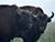 Lukashenko, Khabirov discuss project to increase bison herds in Bashkortostan