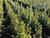 Belarus kicks off reforestation campaign