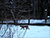 Two lynxes caught on camera in Belovezhskaya Pushcha – Here’s why it matters