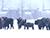 Feeding bison in winter in Grodno District