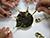 Caviar under microscope: Where to take sturgeon farm tour in Belarus