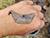 Unique amulet from 3rd millennium B.C. found in Beshenkovichi District