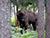 Bison population up in Belovezhskaya Pushcha