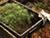 Belarus plants 1.8m trees over weekend