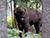 Expert: European bison, rare species thrive in Polesie reserve