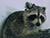 ‘It’s a girl!’ Belarusian specialists surprised by misgendered raccoon from USA