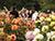 "Солнечная мелодия осени": в Ботаническом саду пройдет выставка корейской хризантемы