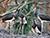 Более 50 мест обитания черного аиста выявлено в Брестской области
