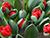 "Такие разные тюльпаны": Ботанический сад 12-14 мая проведет экскурсии