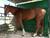 Нидерланды передадут заказнику "Налибокский" более 50 диких лошадей