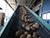 Lukashenko satisfied with this year’s potato harvest