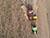 Belarus’ grain harvest past 10.5m tonnes