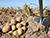 Lukashenko tasks scientists with developing disease‑resistant potato variety
