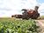 Belarus’ sugar beet harvest exceeds 347,000 tonnes