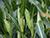 Lukashenko concerned over corn harvest timing