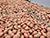 Lukashenko urges to increase potato production to meet needs of Belarus, Russia