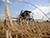 Belarus harvests 9.5% of grain legumes area