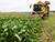 Belarus’ sugar beet harvest over 50% complete