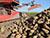 Over 4.8m tonnes of sugar beet harvested in Belarus