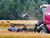 Nearly 8.5m tonnes of grain threshed in Belarus