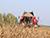 Belarus harvests over 9.2m tonnes of grain