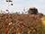 Lukashenko instructs to ramp up buckwheat production in Belarus
