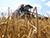 Belarus’ grain harvest exceeds 5.6m