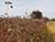 Buckwheat harvest in Belarus reaches 6,500 tonnes