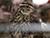 Lukashenko promised domestic quail breed in 3.5 years