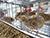 Belarus plans to phase out import of genetic stock for poultry industry soon