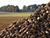 Belarus harvests over 2.5m tonnes of sugar beet