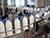 Belarusian dairy producers to ramp up export to Egypt