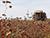 Belarus’ buckwheat harvest exceeds 40,000t