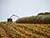 У Беларусі намалочана амаль 865 тыс. тон зерня кукурузы
