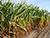 У Беларусі намалочана больш за 246 тыс. тон зерня кукурузы